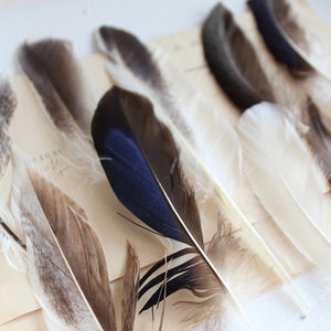 0.30Euro/piece 5 duck feathers mix feathers natural blue brown grey 8-12 cm decorative feathers craft DIY Christmas Easter decoration image 2