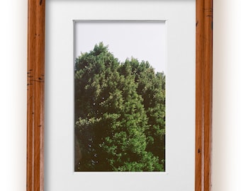 May include: A framed photograph of a group of green trees against a white sky.