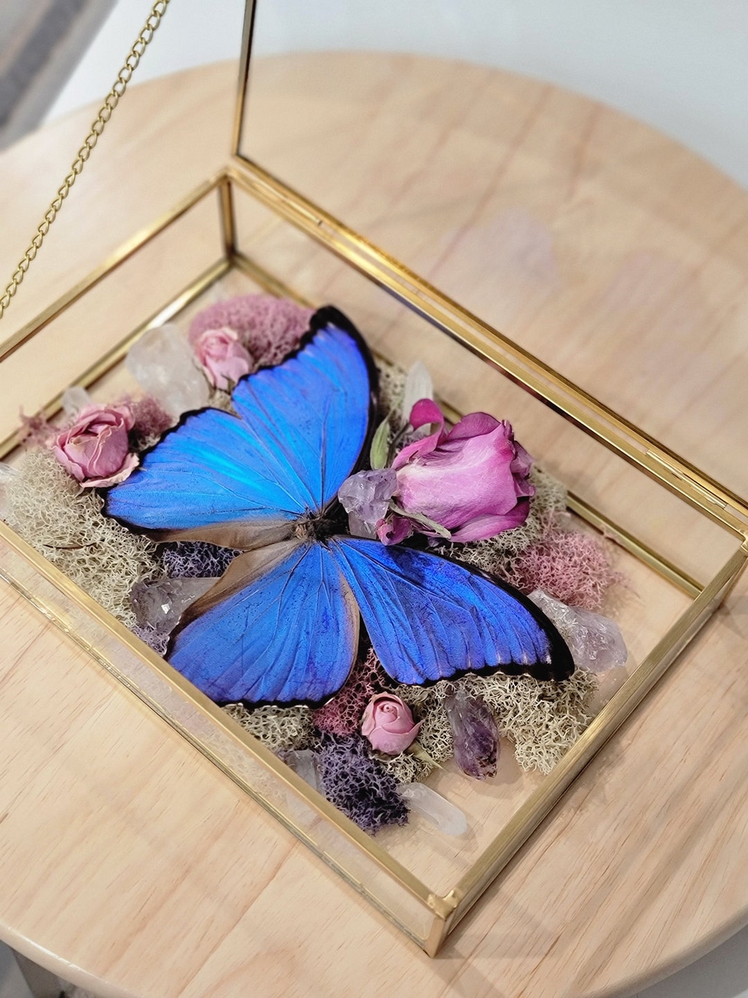 REAL Morpho Didius Butterfly Butterfly Taxidermy Butterfly Etsy