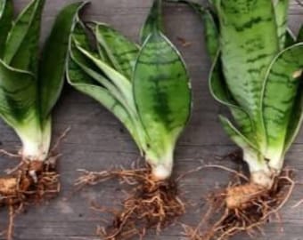 Snake Plant aka Mother in Law tongue cutting with roots