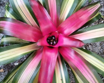 Neoregelia Bromilaiad (live plant)