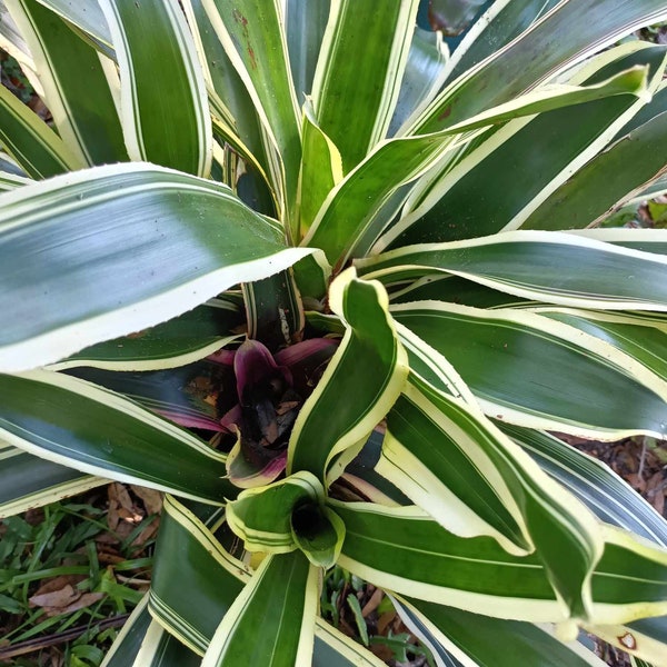 Variegated Tail Bromeliad