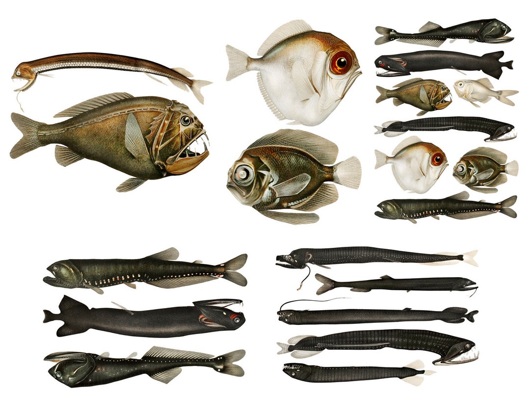Realistic SCARY SEA CREATURES Large Vinyl Stickers over 40 Stickers ...