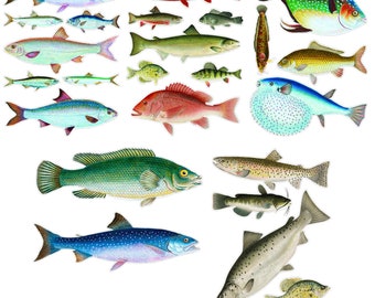 COLORFUL FISH Large Vinyl Stickers (over 25 Large Stickers) Vintage River and Tropical Fish / Waterproof  Decals 007