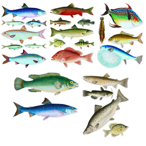 COLORFUL FISH Large Vinyl Stickers (over 25 Large Stickers) Vintage River and Tropical Fish / Waterproof  Decals 007