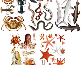 Realistic SEA CREATURES Large Vinyl Stickers (over 40 stickers)  Sharks, Crabs, Octopus, Star Fish, Eels, Fish / Waterproof Decals 018