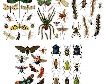 REALISTIC BUGS Large Vinyl Stickers (over 45 Large Stickers) Vintage Spiders, Beetles, Moths / Waterproof  Decals 010