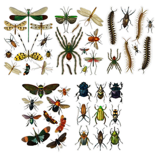 REALISTIC BUGS Large Vinyl Stickers (over 45 Large Stickers) Vintage Spiders, Beetles, Moths / Waterproof  Decals 010