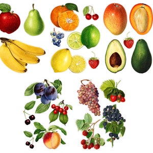 REALISTIC FRUITS Large Vinyl Stickers (over 20 Large Stickers) Vintage Fruits and Berries / Waterproof  Decals 008