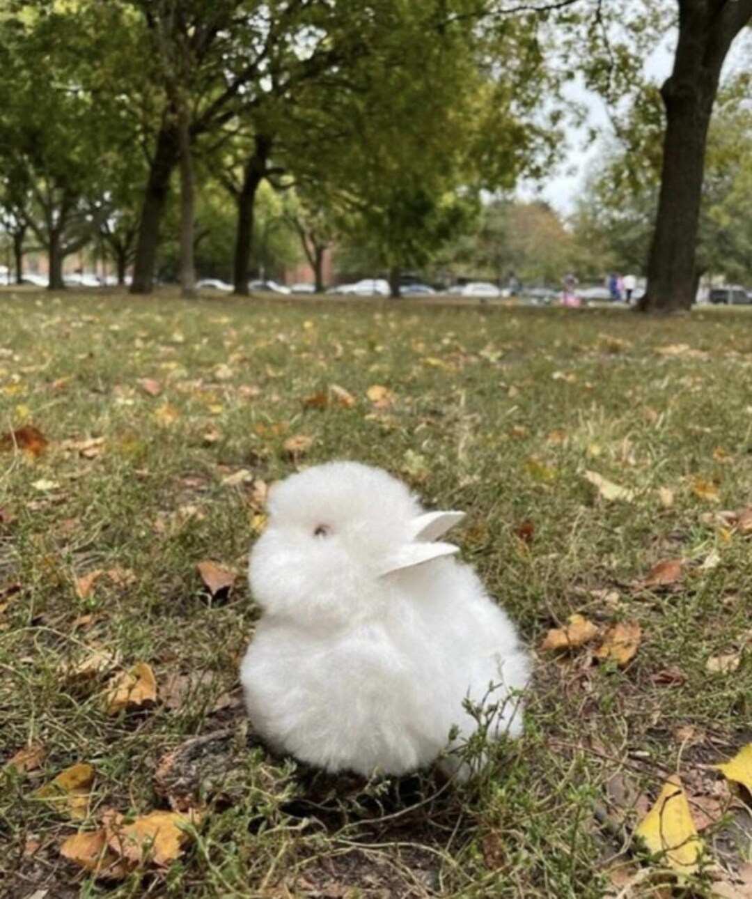 Alpaca Bunny, White Alpaca Bunny, Real Alpaca Bunny, Stuffed Animal ...