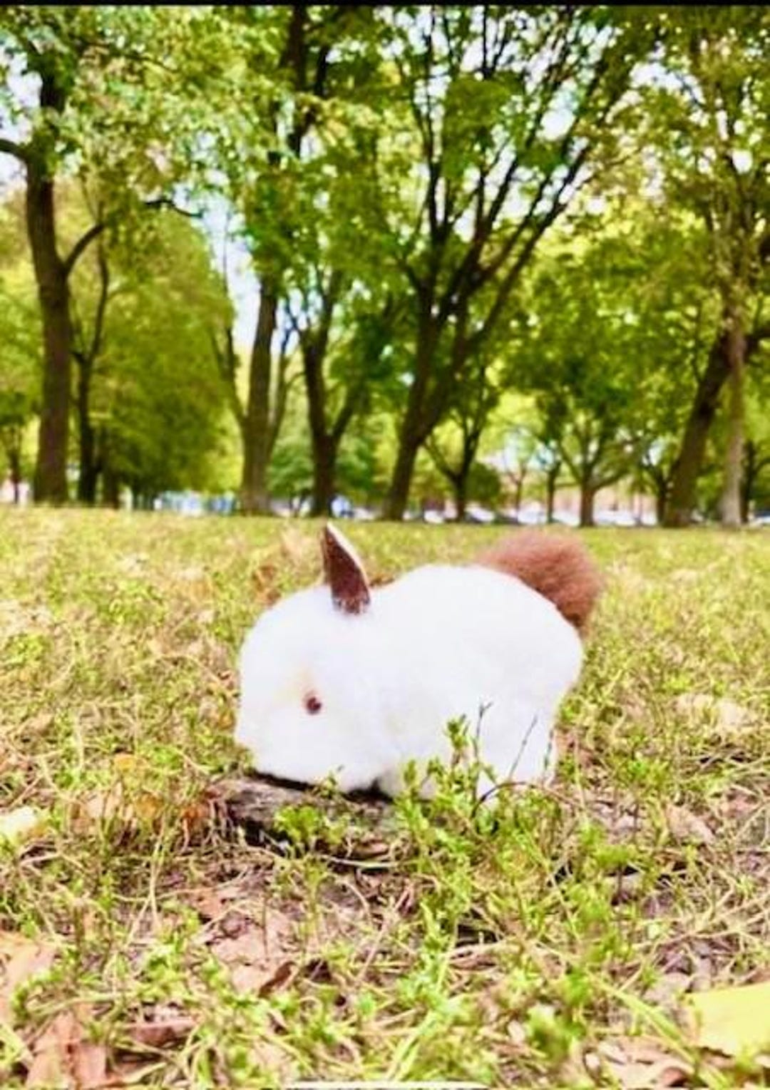 Bunny White Alpaca Bunny, Real Alpaca Bunny, Stuffed Animal Alpaca Toy ...