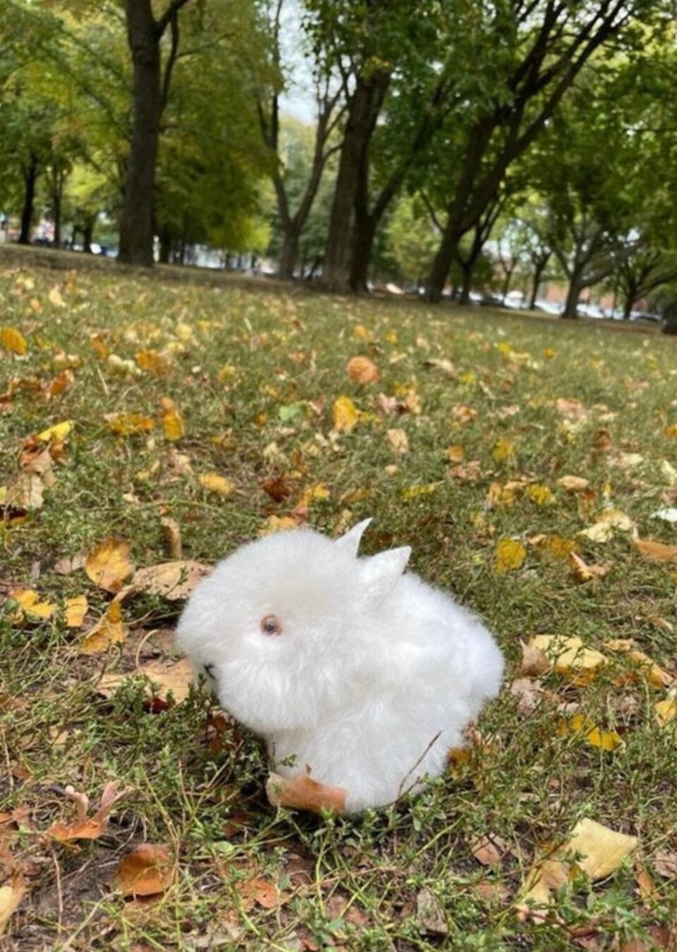 Bunny Alpaca, Real Alpaca Bunny, Stuffed Animal Alpaca Toy, Soft ...