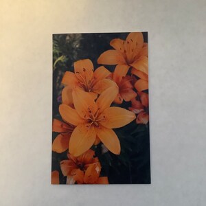 Lis tigré, carte de voeux, fleurs de l'Alberta