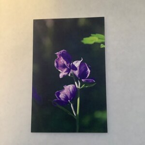 Carte de voeux vierge Monks Hood, Fleurs de l'Alberta