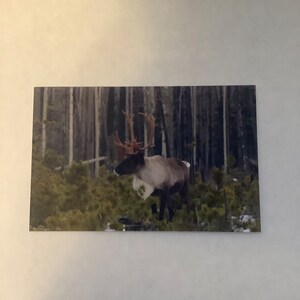Caribou, carte de voeux, animaux des montagnes Rocheuses