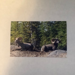 Mouflon, béliers, carte de voeux, animaux des montagnes Rocheuses