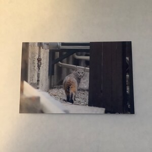 Carte de voeux vierge de lynx roux, animaux des montagnes Rocheuses