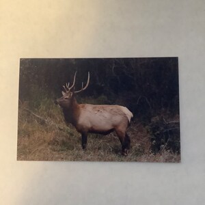 Carte de voeux vierge wapiti, animaux des montagnes Rocheuses