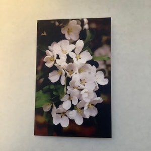 Carte de voeux vierge Apple Bloom, Fleurs de l'Alberta