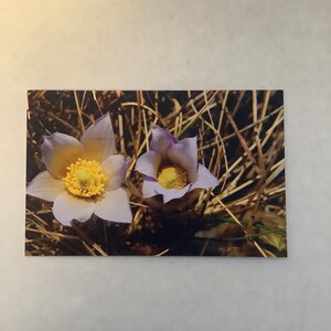 Carte de voeux vierge crocus, fleurs de l'Alberta