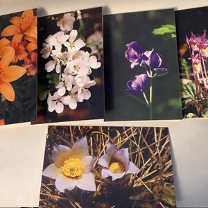 Lot de 5 fleurs variées, carte de voeux vierge, Flowers of Alberta