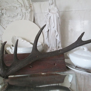 FRANKREICH URaltes großes Hirsch Geweih Abwurfstange ca 49cm Geweihstange auf Holzbrett Brocante Wand Deco Shabby Chic Vintage Bock Reh