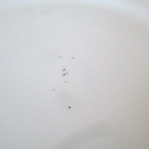 May include: A close-up of a white ceramic plate with a few small brown spots.