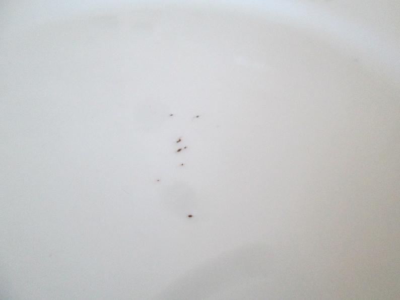 May include: A close-up of a white ceramic plate with a few small brown spots.