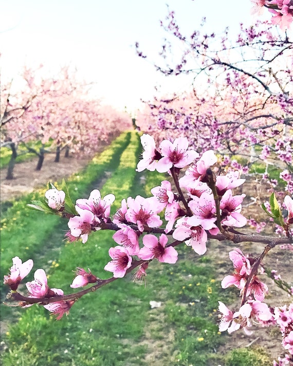 Print Of Annapolis Valley Apple Blossoms Etsy Print Of Annapolis Valley Apple Blossoms Etsy