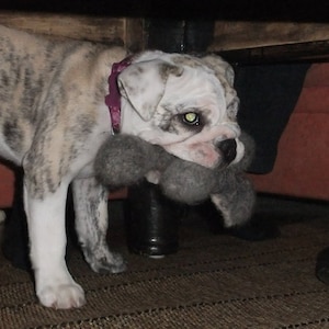 Felt bones for dogs image 1