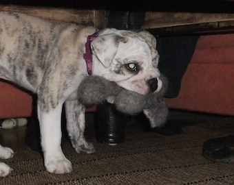 May include: A white and brown bulldog puppy with a purple collar is playing with a gray stuffed toy. The puppy is under a table with a brown wooden top.