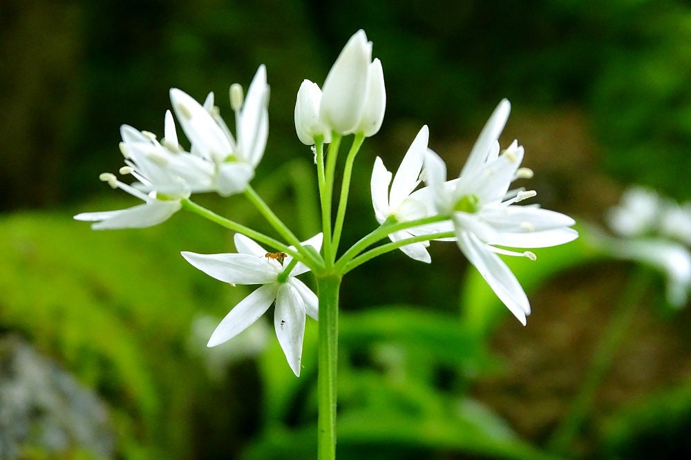 Ramp Seeds Wild Leek Seeds Allium Tricoccum ubicaciondepersonas.cdmx