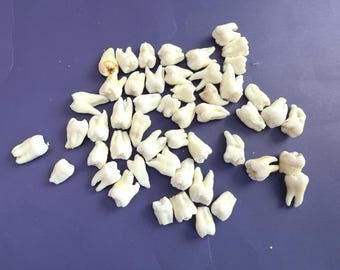 Lot of 50 Real Human Teeth