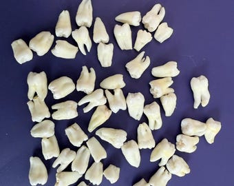 Lot of 50 Real Human Teeth