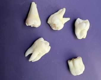 Lot of 5 Real Human Teeth