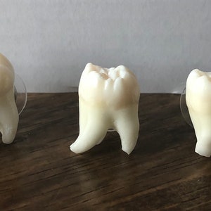 Real Human Tooth Pin