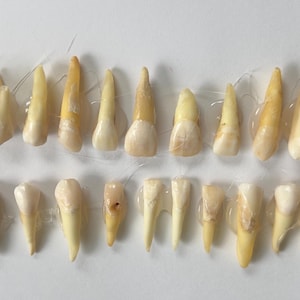 Complete Set of 32 Real Human Teeth: Unique Collection