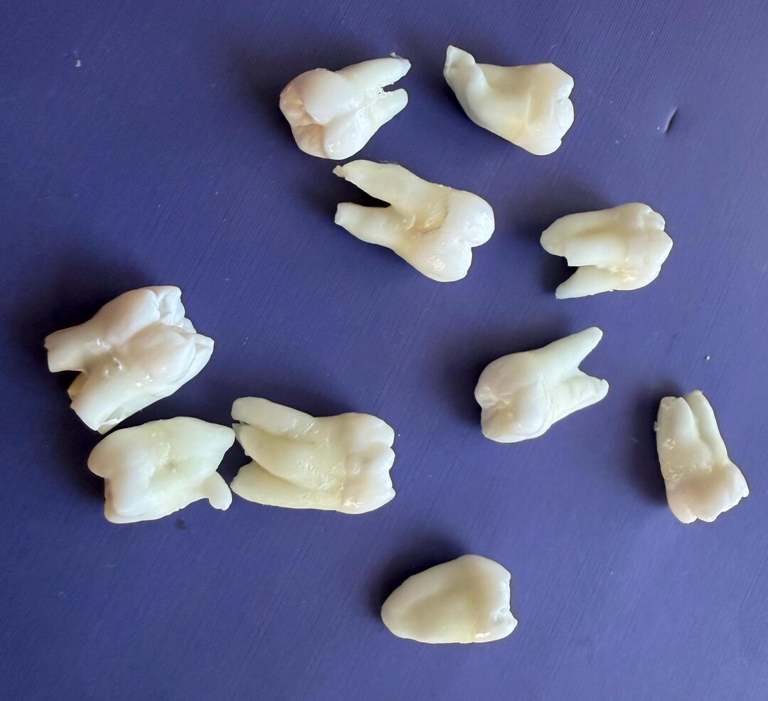 Lot of 10 Real Human Teeth - Etsy