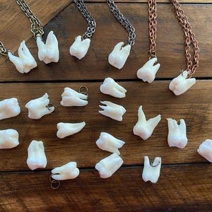 One Real Human Tooth Pendant Necklace