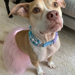 May include: A light brown and white pit bull terrier wearing a pink tulle tutu and a blue and white beaded collar with a purple dog collar.