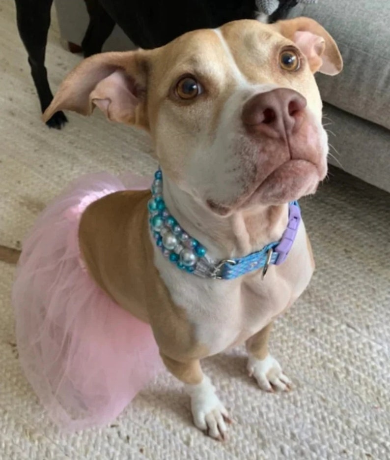 May include: A light brown and white pit bull terrier wearing a pink tulle tutu and a blue and white beaded collar with a purple dog collar.