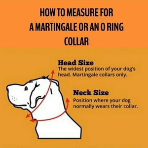 May include: Diagram showing how to measure a dog's head and neck for a martingale or O-ring collar. The illustration shows a dog's head and neck with red lines indicating where to measure. The text explains that the head measurement should be taken at the widest point of the dog's head and the neck measurement should be taken where the dog normally wears a collar.