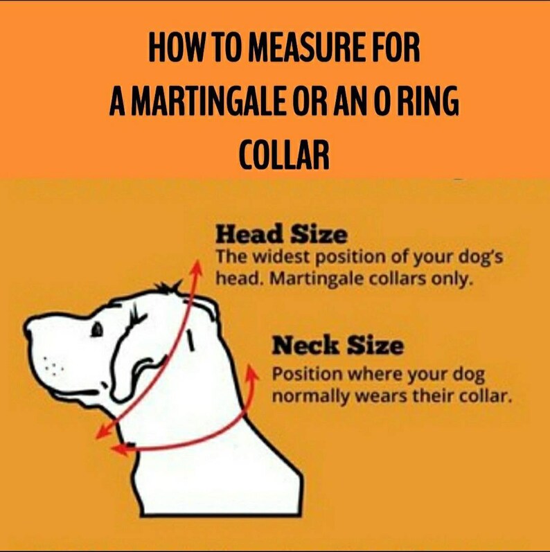 May include: Diagram showing how to measure a dog's head and neck for a martingale or O-ring collar. The illustration shows a dog's head and neck with red lines indicating where to measure. The text explains that the head measurement should be taken at the widest point of the dog's head and the neck measurement should be taken where the dog normally wears a collar.