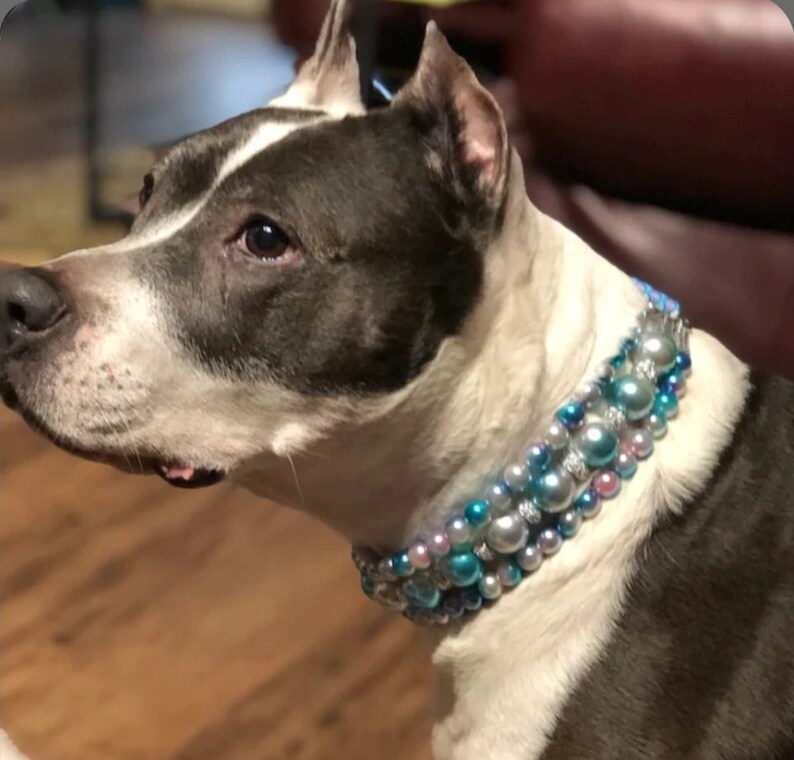 May include: A white and gray pit bull dog wearing a multi-layered beaded collar with pink, blue, and silver beads.