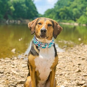 May include: A brown and white dog with a multi-colored beaded collar sits on a rocky beach. The dog has a serious expression on its face.