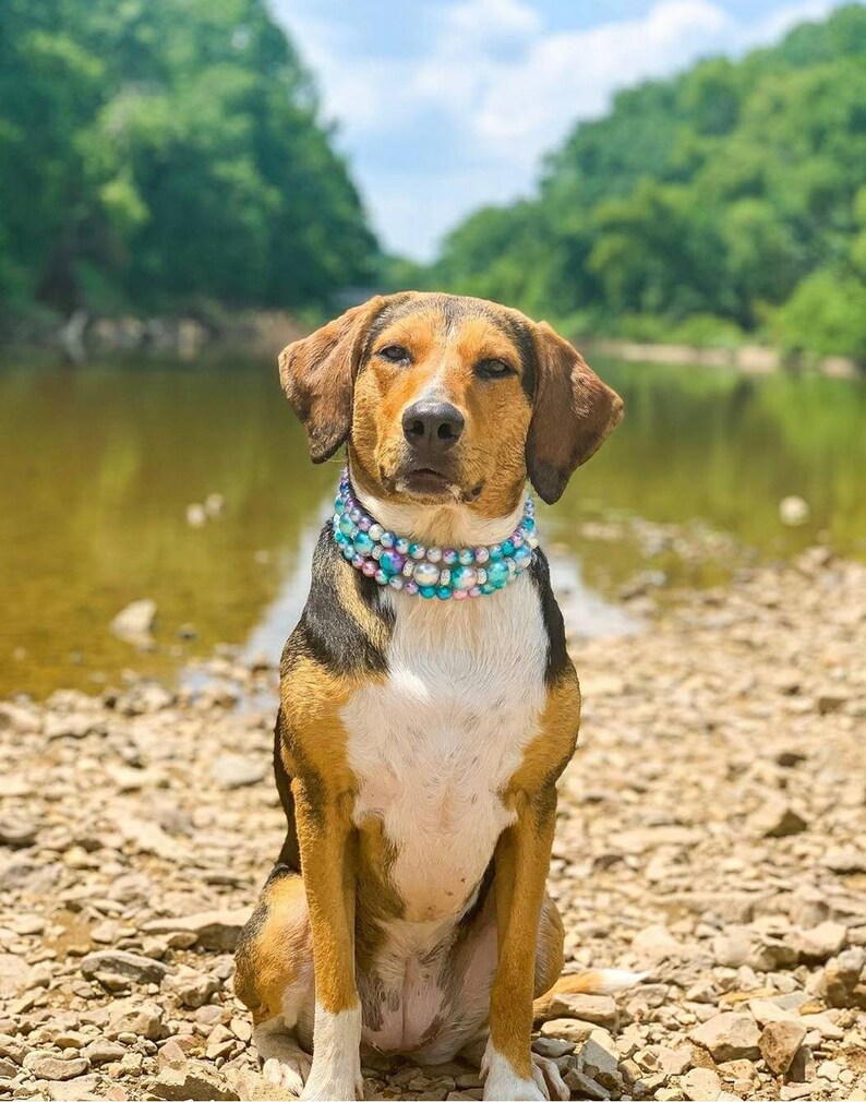 May include: A brown and white dog with a multi-colored beaded collar sits on a rocky beach. The dog has a serious expression on its face.