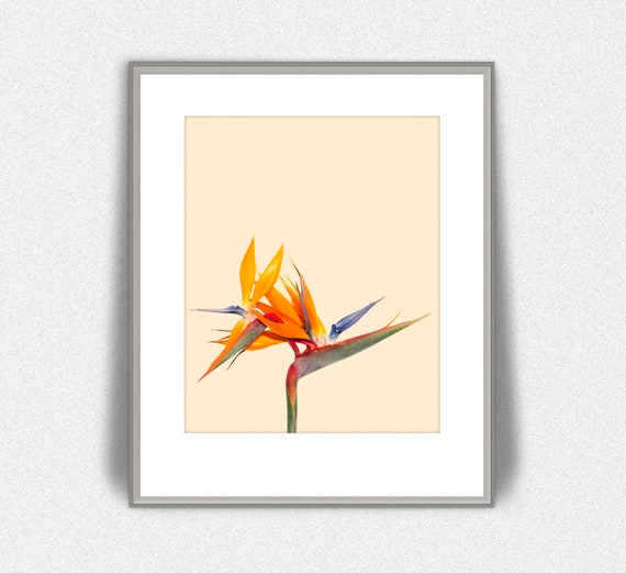 Fowl of Paradise Printable, Moms Working day Present, Previously mentioned the Mattress Artwork, Strelitzia reginae Flower, California Wall Artwork, Botanical Print graphic relating to Printable Paradise known as Fowl of Paradise Printable, Moms Working day Reward, Higher than the Mattress Artwork, Strelitzia reginae Flower, California Wall Artwork, Botanical Print