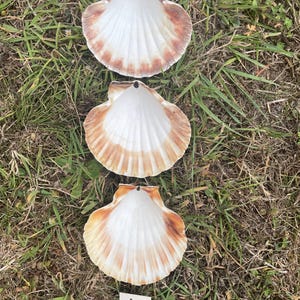 Peut inclure: Trois coquilles Saint-Jacques, avec l'intérieur blanc et les bords bruns, sont disposées verticalement sur de l'herbe verte. Les coquilles ont un aspect naturel. Une petite étiquette blanche avec le chiffre 15 est visible.