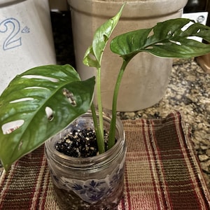 May include: A potted Monstera Adansonii plant with green leaves and holes, in a clear glass jar. The jar sits on a red and brown plaid cloth. The plant has several stems and is surrounded by dark soil.