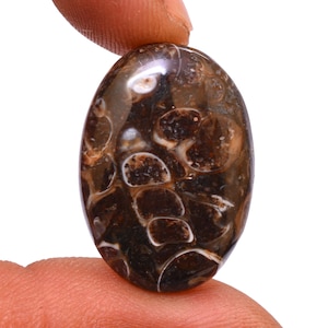 May include: A brown and white oval-shaped cabochon gemstone with a swirling pattern of fossilized ammonites.